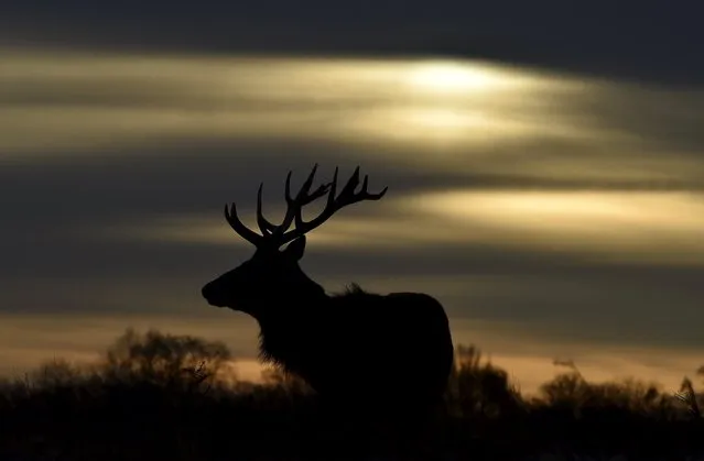 A deer stag walks at dawn in Richmond Park in west London, Britain, January 1, 2016. (Photo by Toby Melville/Reuters)