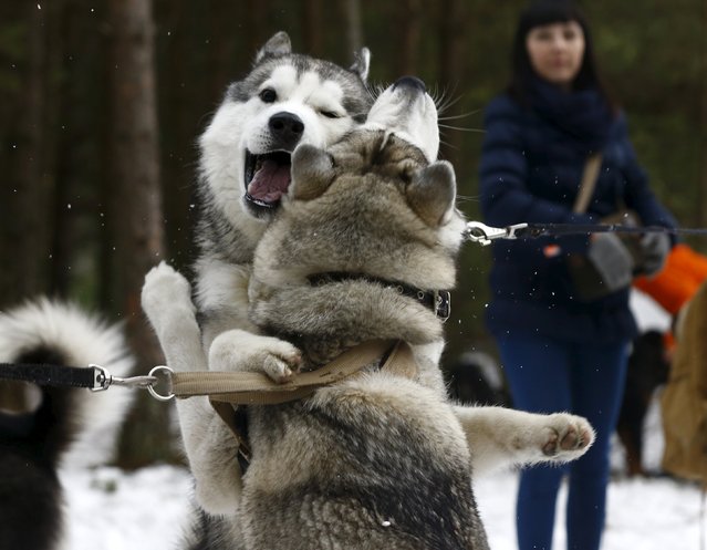 Huskies play during a dog sled festival called “The North Dogs” near Oktyabr village, Belarus, January 30, 2016. (Photo by Vasily Fedosenko/Reuters)