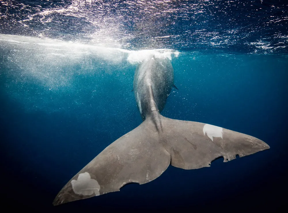 “Call of the Blue”