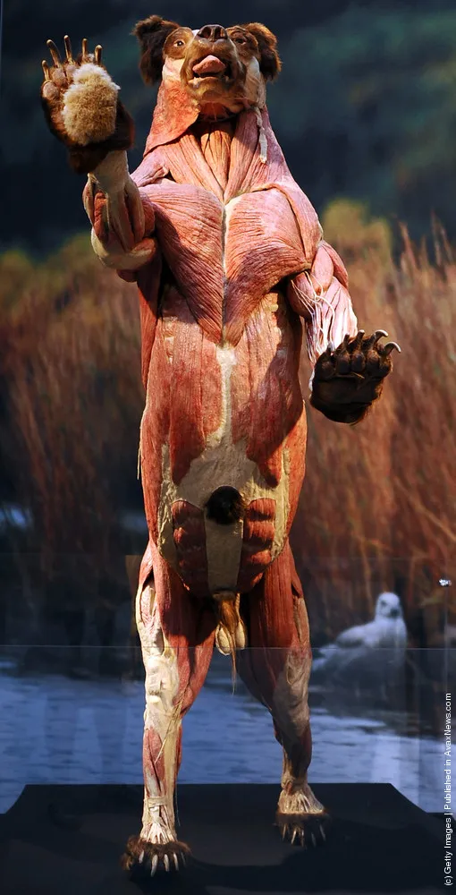 Body Worlds Animals Exhibition At Cologne Zoo