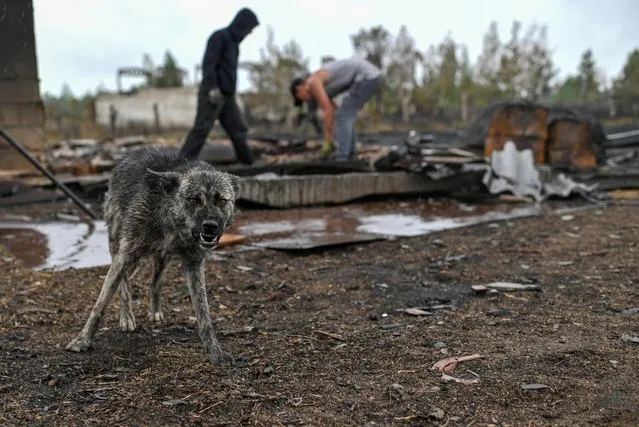 A dog grins as local residents check a yard burnt by a forest fire in the settlement of Dzhabyk in Chelyabinsk Region, Russia on July 11, 2021. (Photo by Alexey Malgavko/Reuters)