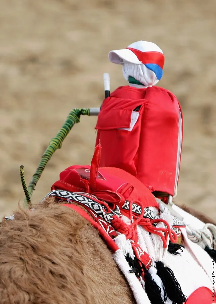Robots Replace Child Jockeys In Dubai Camel Races