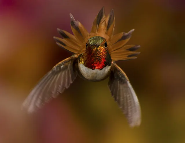 “I'm In Charge!” While photographing hummingbirds in British Columbia I shot this male Rufous just as he fanned out to show his authority when another male Rufous appeared over my head. Photo location: Cranbrook, British Columbia. (Photo and caption by Scott Bechtel/National Geographic Photo Contest)