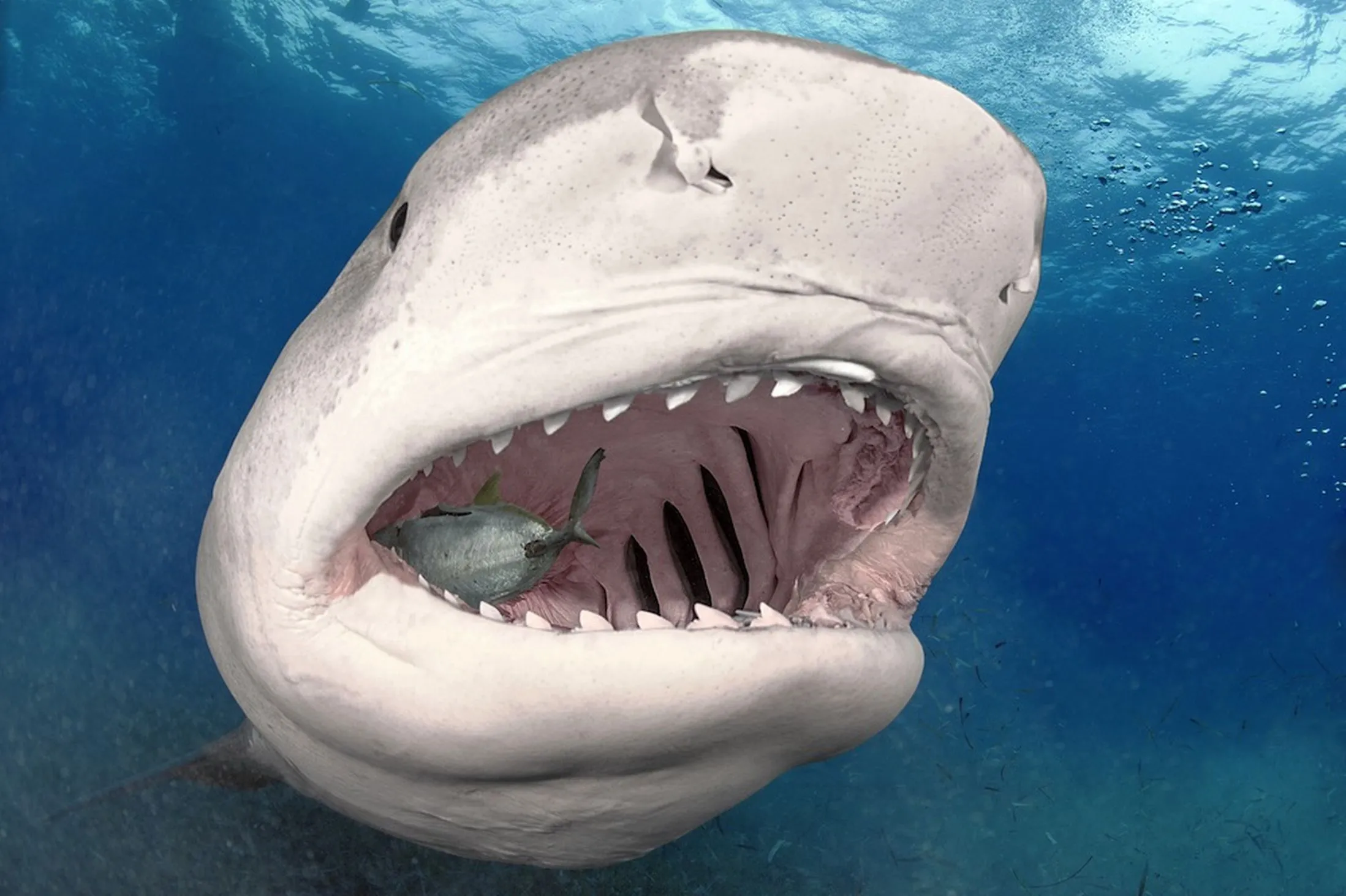 Акулы ледовитого океана. Акула тигровая Шарк. Большеротая акула зубы. Акула тигровая большеротая.