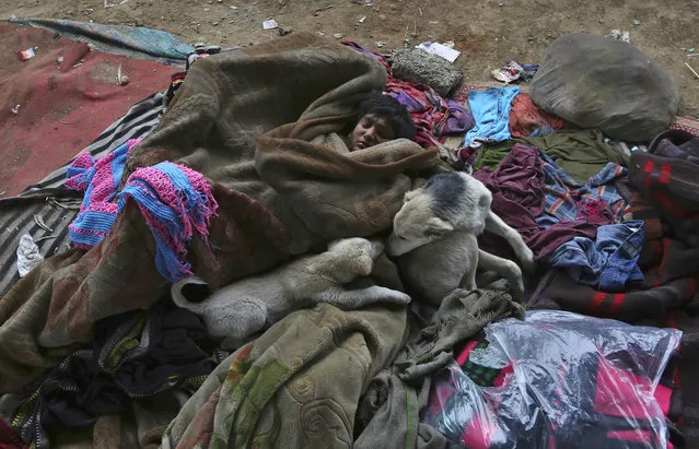 A homeless child covers himself in woolen blankets as he takes shelter with dogs underneath an overpass during rains in Jammu, India, Tuesday, January 22, 2019. Cold wave conditions intensified across north India after some states received a fresh spell of snowfall leading to sudden dip in temperatures, according to India Meteorological Department. (Photo by Channi Anand/AP Photo)