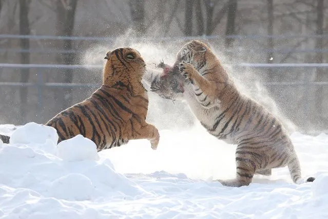 In this photo taken on December 17, 2023, Siberian tigers fight over a live chicken released into their enclosure after a snowfall at the Siberian Tiger Park in Hailin, in China’s northeast Heilongjiang province. (Photo by AFP Photo/China Stringer Network)
