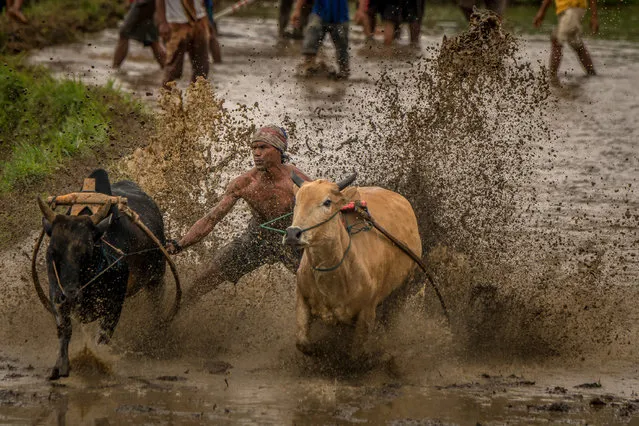 Jockey struggles to keep balance during race, on March 12, 2016 in Padang, West Sumatra, Indonesia. (Photo by Teh Han Lin/Barcroft Images)