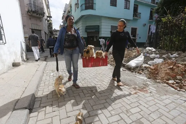 Susana Despaine and Dayanis Alvarez bring home their dogs after the pets were examined by veterinarians during a community campaign for sterilisation and deworming of dogs and cats in Havana, Cuba February 25, 2016. (Photo by Reuters/Stringer)