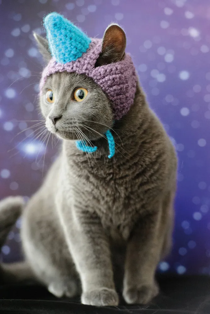 “Cats in Hats”