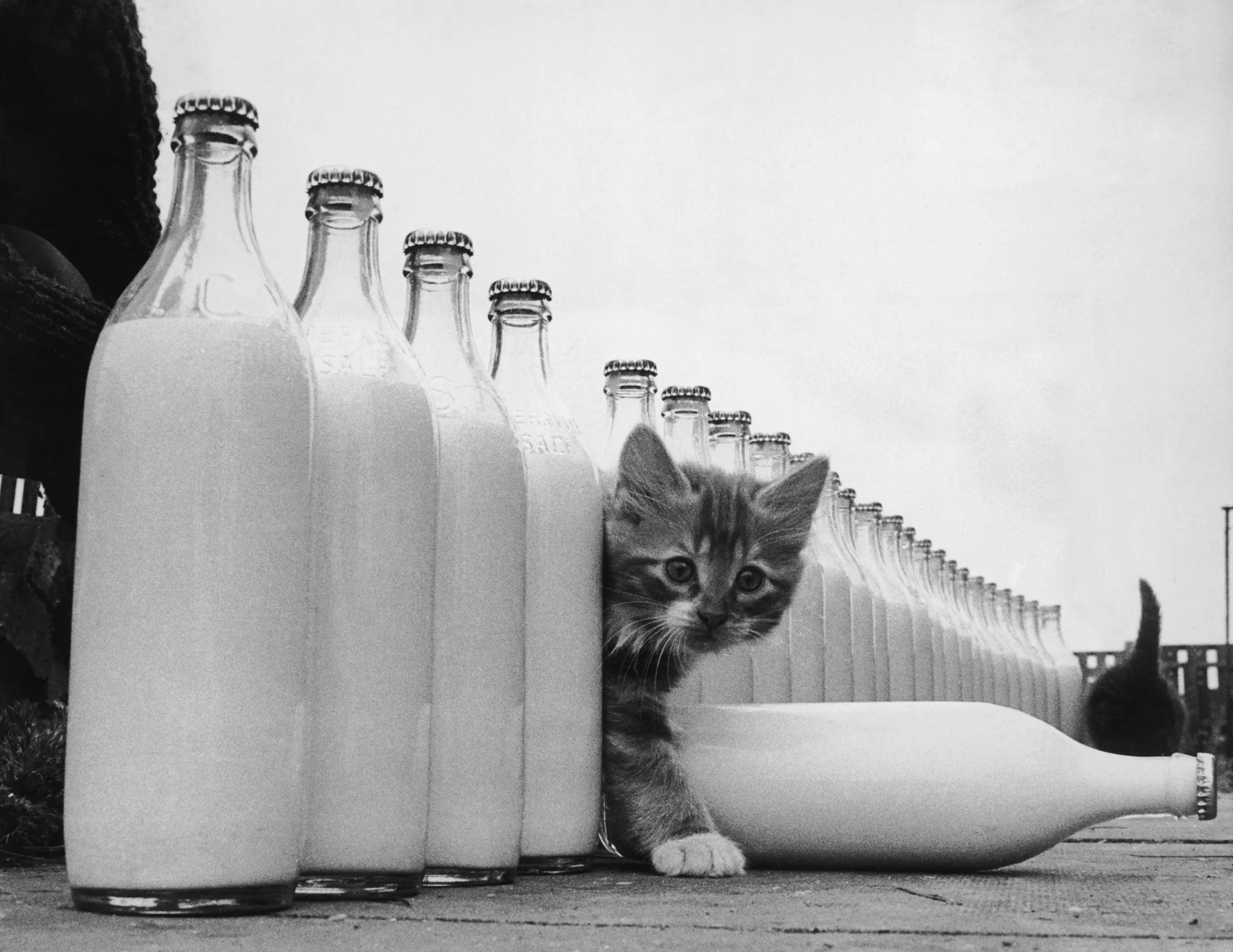 Можно котам кефир. Фотограф Курт Хаттон. Молоко. Кот кефир. Кот и молоко.