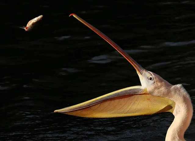 A pelican prepares to catch a freshwater roach fish during feeding time at St James's Park in London, Britain, on February 2, 2024. (Photo by Toby Melville/Reuters)