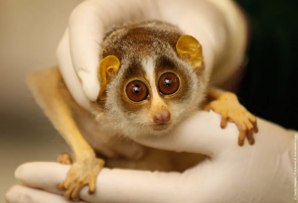 Two Baby Loris Are Given A Health Check By Veterinary Staff At London Zoo