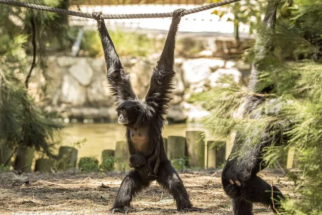 A Siamang Gibbon (Symphalangus syndactylus) mother Jambi, 8, carries her baby at the safari park and zoo on May 4, 2015 in Ramat Gan near Tel Aviv. The baby is reported to have been born about a month and a half ago, unkown to the zookeepers as the monkeys live in thick brush and the newborn was ensconced in his mother's fur. (Photo by Jack Guez/AFP Photo)