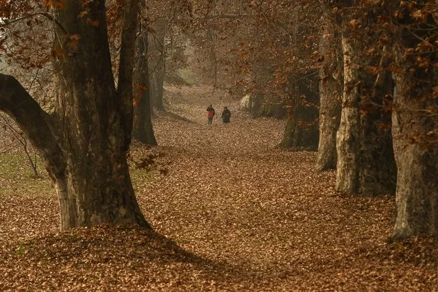 People walk past trees shedding their autumn leaves at the Nishat Bagh garden in Srinagar on November 29, 2021. (Photo by Tauseef Mustafa/AFP Photo)