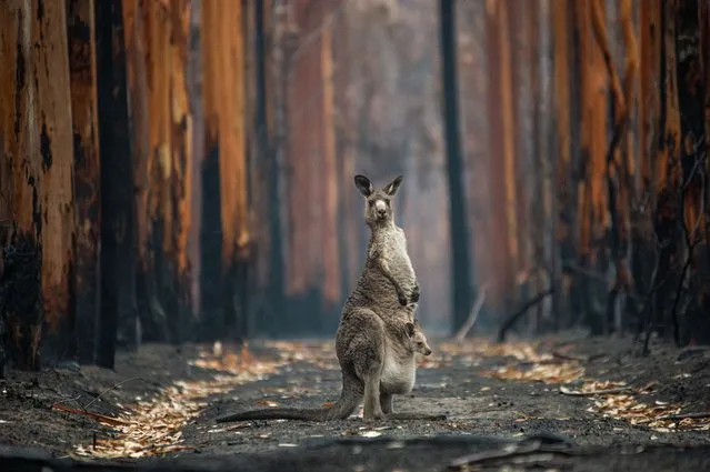 Hope in a burned plantation by Jo-Anne McArthur, Canada. Jo-Anne flew to Australia in early 2020 to document stories of animals affected by the devastating bushfires in New South Wales and Victoria. Working alongside Animals Australia she was given access to burn sites, rescues and veterinary missions. This eastern grey kangaroo and her joey, pictured near Mallacoota, Victoria, were among the lucky ones. The kangaroo barely took her eyes off Jo-Anne as she walked to the spot where she could get a great photo. She had just enough time to press the shutter release before the kangaroo hopped away. (Photo by Jo-Anne McArthur/Wildlife Photographer of the Year 2021)