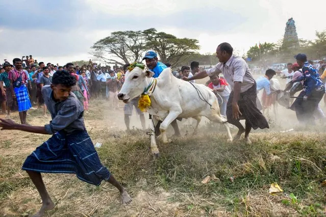 Myanmar Hindu devotees try to control a bull during the annual bull taming “Jallikattu” festival in Kyauktan township on the outskirts of Yangon on January 17, 2024. (Photo by Sai Aung Main/AFP Photo)
