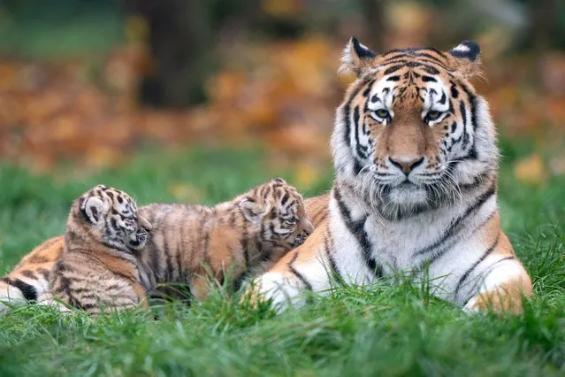 Seven-week-old Amur tiger cubs begin to explore their enclosure with first time mum Mishka at Banham Zoo in Norfolk on November 24, 2021. The endangered cubs were born to parents Kuzma and Mishka following a successful genetically matched conservation programme pairing. (Photo by Joe Giddens/PA Images via Getty Images)