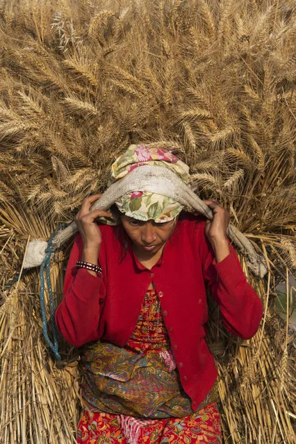 A Nepalese farmer carries a bundle of harvested wheat in Nalinchowk, near Kathmandu, Nepal, Thursday, May 14, 2015. More than half of Nepal's population work in agriculture. With tens of thousands of barns and storage sheds destroyed by the earthquakes, many small farmers now have no place to store their crops this year. (Photo by Bernat Amangue/AP Photo)