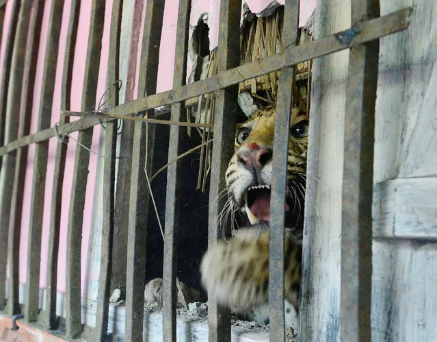 A leopard peeps through a broken wall shortly before getting darted inside a house in Rosina village in Kamrup district of Assam state, India, 22 February 2017. The leopard entered the village in early morning hours, apparenty in search for food, and injured three villagers. The Guwahati Zoo officials tranquilized the leopard and took it to the zoo. According to reports, it will be set free after examining its health condition. Leopards sometimes stray into villages in search of prey. (Photo by EPA/Stringer)