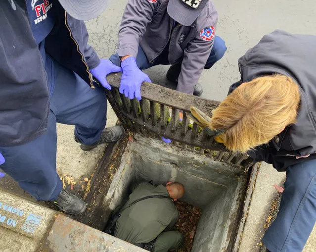 This photo provided by the Santa Clara County Sheriff's Office shows a deputy and firefighters working to rescue a 6-week-old kitten from a storm drain in Cupertino, Calif., Tuesday, May 21, 2019. A woman walking in Cupertino heard meowing and looked down to see the tiny ball of fur at the bottom of the drain Tuesday morning. The Sheriff's office says members of the San Jose Fire Department lifted the heavy metal grating on the drain and a deputy jumped down to rescue the orange and white calico. (Photo by Santa Clara County Sheriff's Office via AP Photo)