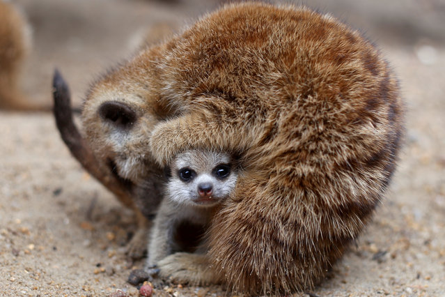 One of four newly born meerkats is seen at the zoo in Songkhla in southern Thailand on May 29, 2019. (Photo by Jiraporn Kuhakan/Reuters)