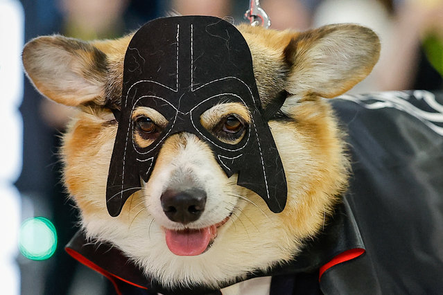 A Corgi dog takes part in a costume parade during a Star Wars themed event in Moscow, Russia on April 28, 2024. (Photo by Evgenia Novozhenina/Reuters)