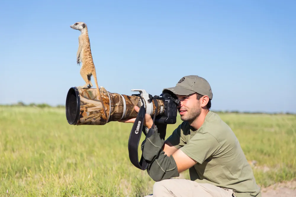 Meerkats Use Photographer as Lookout