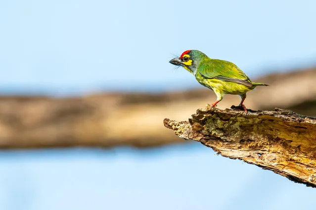 A coppersmith barbet perching and looking into the distance in Thailand. (Photo by Phichak/Alamy Stock Photo)