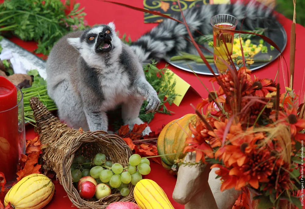 Lemurs Enjoy Thanksgiving Feast At San Francisco Zoo