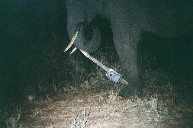 An elephant vandal is caught on one camera as it tips over the post holding up another in a paired set. (Photo by T. O'Brien/M. Kinnaird/Johns Hopkins University Press/WCS)