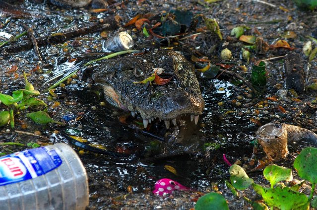 A caiman swims amidst trash in Canal das Taxas at the Recreio dos Bandeirantes neighborhood in west Rio de Janeiro, Brazil, on November 22, 2023. The urban expansion of the area and the resulting pollution have put the yacare caiman (Caiman latirostris) “in danger of extinction”. (Photo by Tercio Teixeira/AFP Photo)