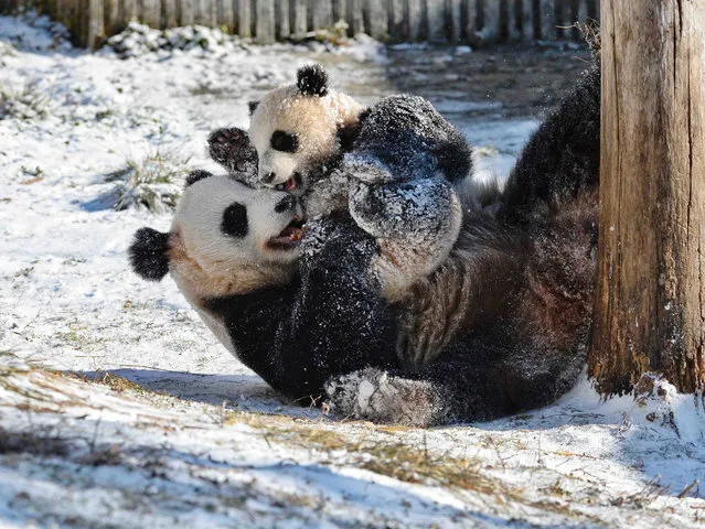 A giant panda plays with its cub at the snow-covered Shenshuping base of the China Conservation and Research Center for Giant Panda in Wolong, Southwest China's Sichuan Province, February 9, 2022. (Photo by Xinhua News Agency/Rex Features/Shutterstock)