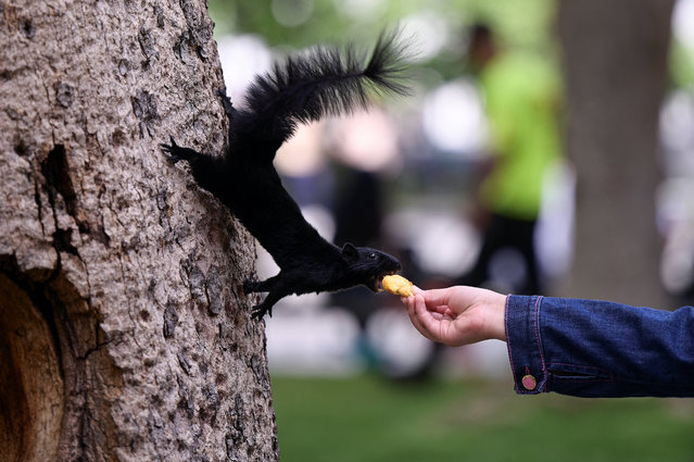 A girl feeds a squirrel in Bolivar Square, in Caracas, Venezuela on June 4, 2024. (Photo by Gaby Oraa/Reuters)