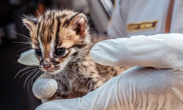 A Nature Conservation Agency officer holds a leopard cub as it is displayed along with other animals during a press conference in Surabaya on March 4, 2022, after the organisation and the police arrested a group of wildlife traffickers. (Photo by Juni Kriswanto/AFP Photo)