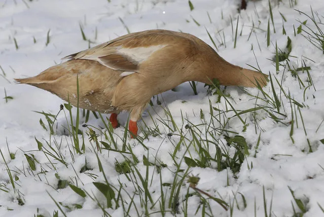 An Indian Runner duck searches for food on a snow-covered meadow in Aitrang, southern Germany, Wednesday. April 19, 2017. (Photo by Karl-Josef Hildenbrand/DPA via AP Photo)