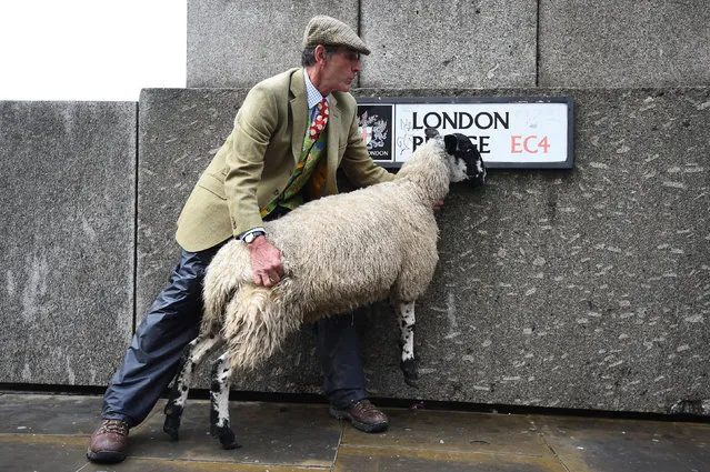 A sheep on London Bridge on September 29, 2019 as Freemen of the City of London took up their historic entitlement to drive sheep over the bridge. (Photo by Kirsty O'Connor/PA Images via Getty Images)