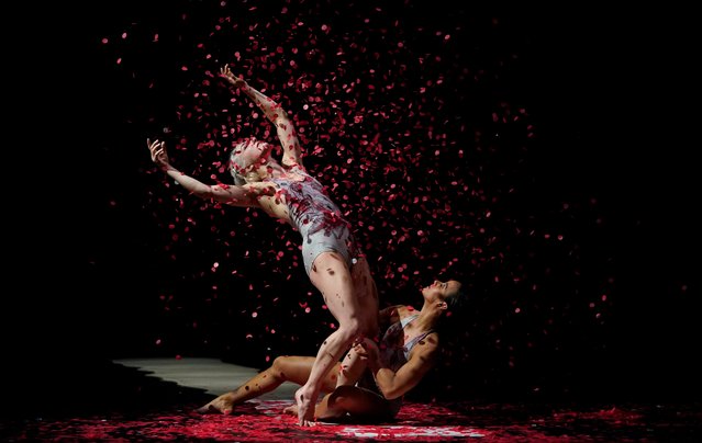 Pilobolus dancers Hannah Klinkman and Marlon Feliz perform a scene from “Bloodlines”, during a dress rehearsal on July 23, 2024, before opening night at the Joyce Theater in New York City. (Photo by Timothy A. Clary/AFP Photo)