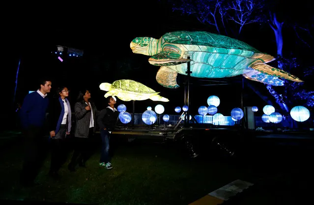 A family walks past giant lanterns in the shape of sea turtles during a preview of Taronga Zoo's inaugural contribution to the Vivid Sydney light festival, the annual interactive light installation and projection event around Sydney, Australia, May 24, 2016. (Photo by Jason Reed/Reuters)