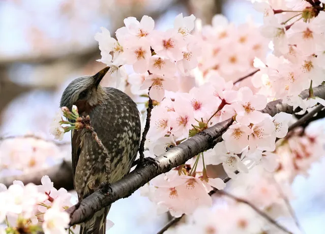 A bird perches on a branch of fully bloomed cherry tree at Tokyo's Ueno park on Monday, March 28, 2022. (Photo by Yoshio Tsunoda/AFLO/Rex Features/Shutterstock)