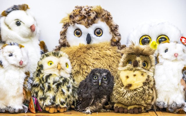 A month-old Tengmalm’s owl chick blends in with soft toys on August 8, 2024 at the Scottish Owl Centre in Whitburn, West Lothian. The chick is being raised by Trystan Williams, the centre’s head keeper, after losing its father and being abandoned by its mother. (Photo by Katielee Arrowsmith/South West News Service)