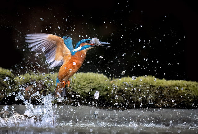 A kingfisher hunting near a woodland stream in Durham, UK on August 9, 2024. (Photo by David Driver/South West News Service)