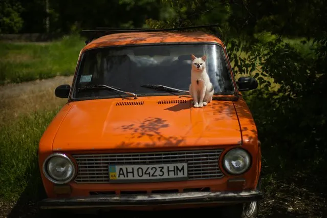 A cat sits on a car in a public park in Bakhmut, eastern Ukraine, Tuesday, May 24, 2022. No matter where they live, the 3-month-old war never seems to be far away for Ukrainians. Those in towns and villages near the front lines hide in basements from constant shelling, struggling to survive with no electricity or gas – and often no running water. But even in regions out of the range of the heavy guns, frequent air raid sirens wail as a constant reminder that a Russian missile can strike at any time – even for those walking their dogs, riding their bicycles and taking their children to parks in cities like Kyiv, Kharkiv, Odesa and Lviv. (Photo by Francisco Seco/AP Photo)