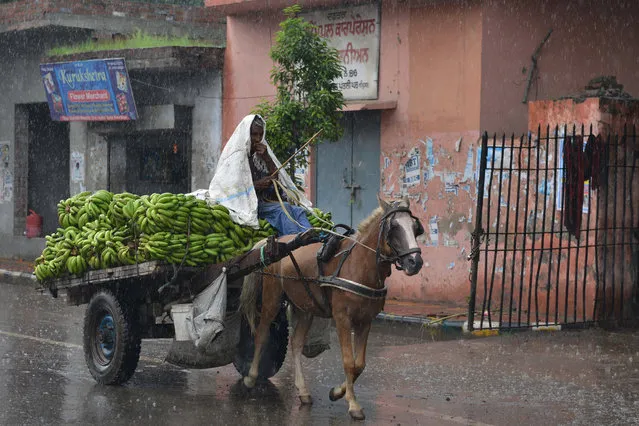 An India man transporting bananas in a horse-drawn cart makes his way along a street as heavy monsoon rain falls in Amritsar on July 20, 2017. (Photo by Narinder Nanu/AFP Photo)