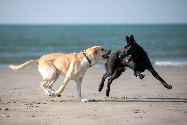 Guide dogs in training at West Wittering beach, UK on September 25, 2024 as charity Guide Dogs shares tips on ensuring pets stay safe as several beaches reopen to dogs on October 1st, following summer restrictions. (Photo by Jas Lehal/PA Media Assignments)