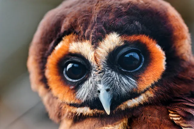 Pretty brown owl