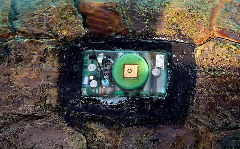 Kahuna, Endangered Loggerhead Sea Turtle Is On Its Way Back Home