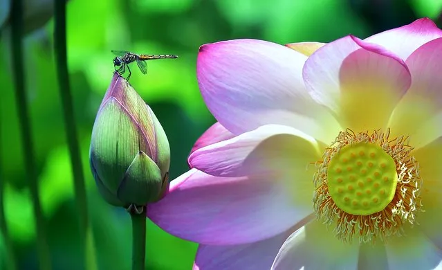 A dragonfly lands atop an unopened Lotus flower beside an opened one as Lotis flowers near full bloom at Echo Park lake amid an ongoing southern California heatwave in Los Angeles, California, on June 26, 2017. The heatwave which began on June 6th is forecast to end on Tuesday June 27, 2017. Lotus flowers at Echo Park lake were believed to have been imported in the 1920's from China, possibly by Aimee McPherson, founder of the Angelus temple near the park, and have returned following a two-year rehabiliatation project where the lake was drained and restored , with lotus beds replaced. (Photo by Frederic J. Brown/AFP Photo)