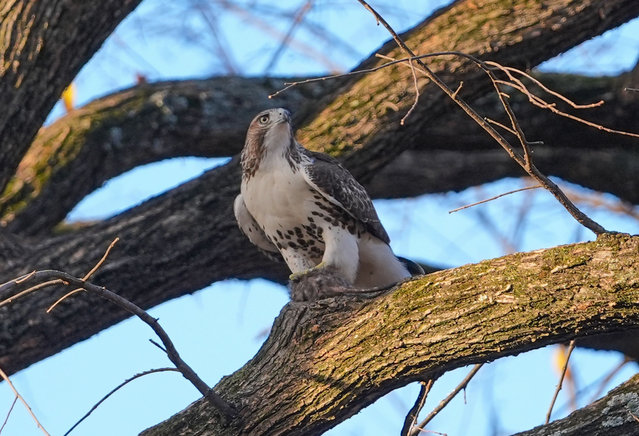 A hungry hawk hunts and eats a rat in Central Park, New York, United States on November 20, 2024. (Photo by Selcuk Acar/Anadolu via Getty Images)
