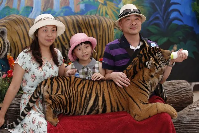 A picture made available on 15 August 2014 shows Chinese tourists after paying an additional fee to pose for pictures holding a young tiger at Sriracha Tiger Zoo, in Pattaya district, southeast of Bangkok, Thailand, 08 August 2014. (Photo by Barbara Walton/EPA)