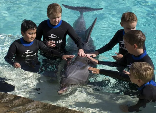 Patients from Rady Children's Hospital meet a bottlenose dolphin after being invited to swim and interact with dolphins at Sea World in San Diego, California August 27, 2015. (Photo by Mike Blake/Reuters)